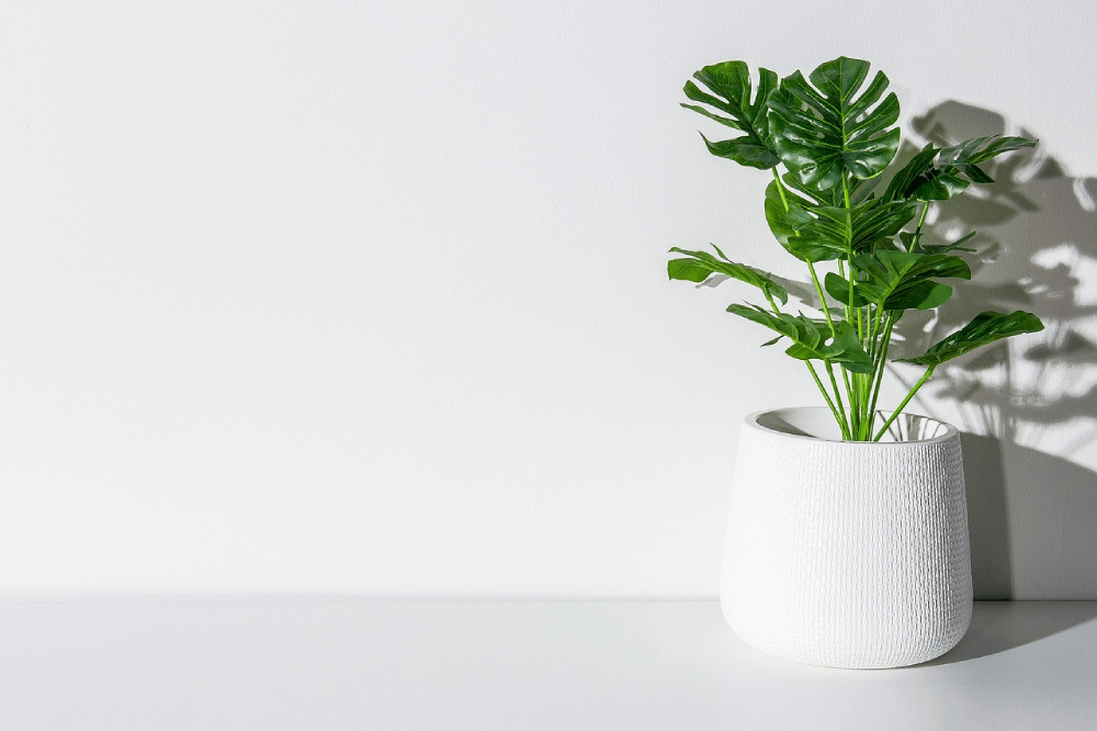 Monstera - czy jest trująca dla kota?
